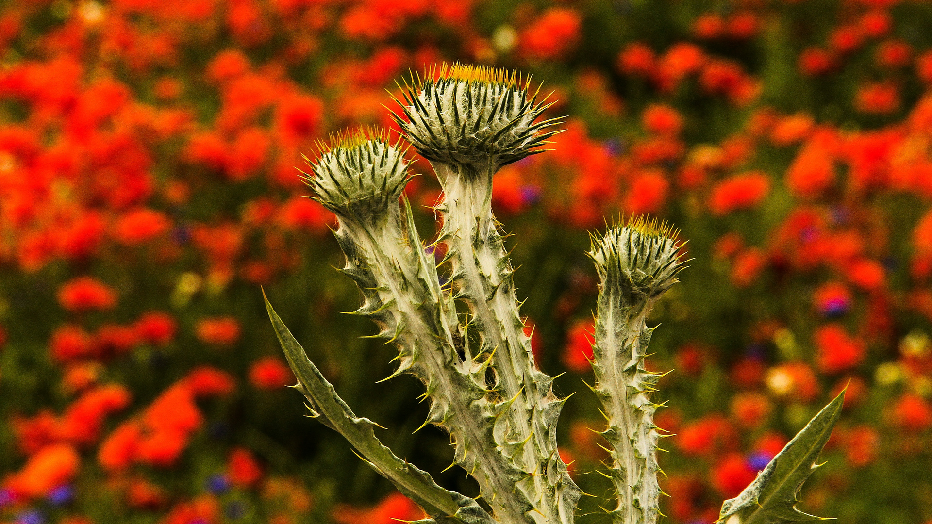 Eselsdistel am Mohnfeld