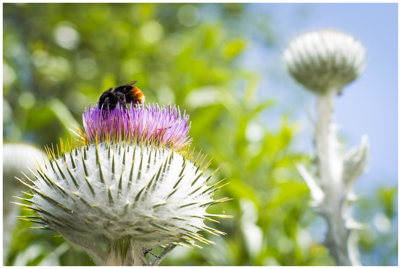 ~Eselsdistel~ Foto & Bild | pflanzen, pilze & flechten, blüten