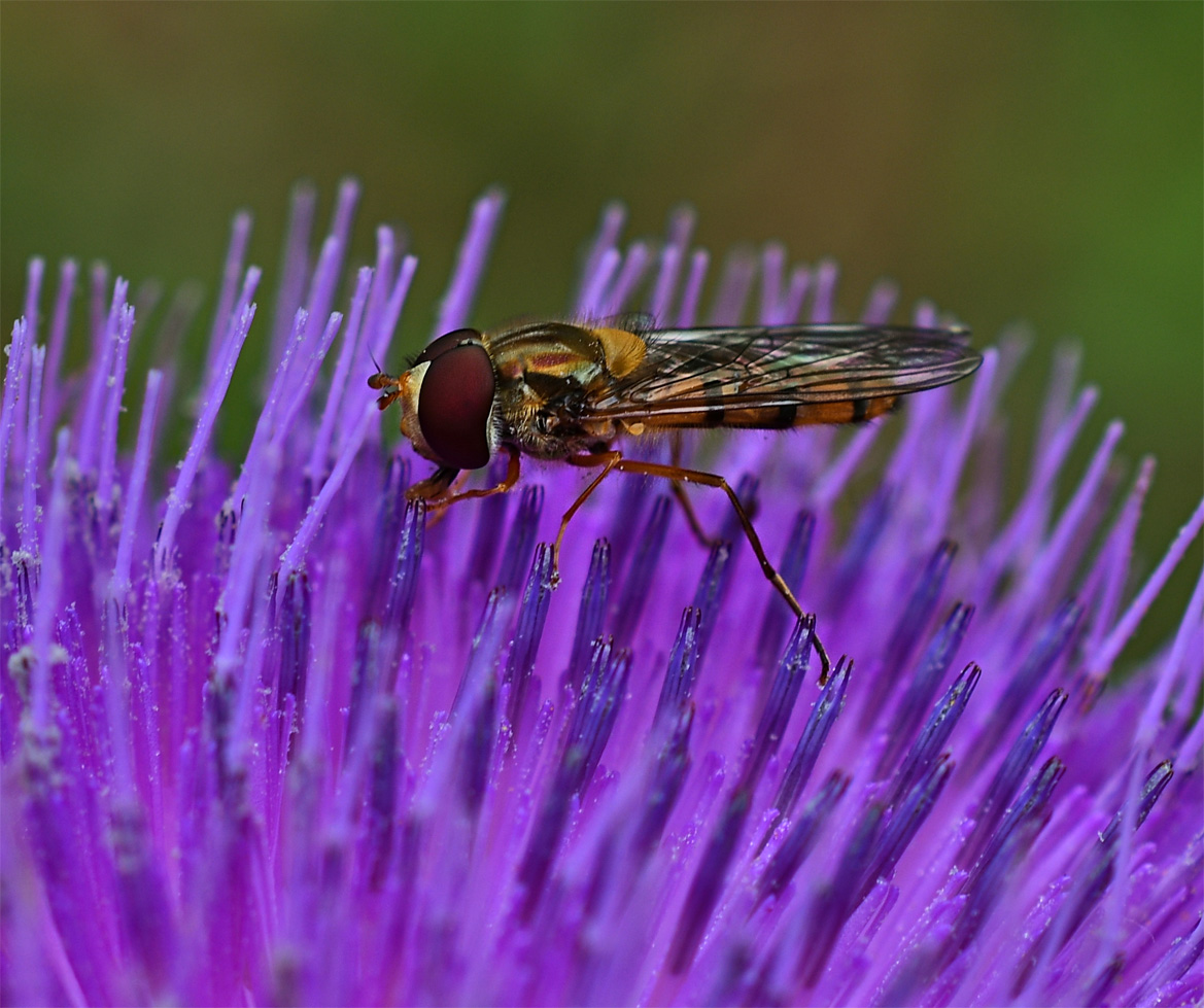 Eselsdistel