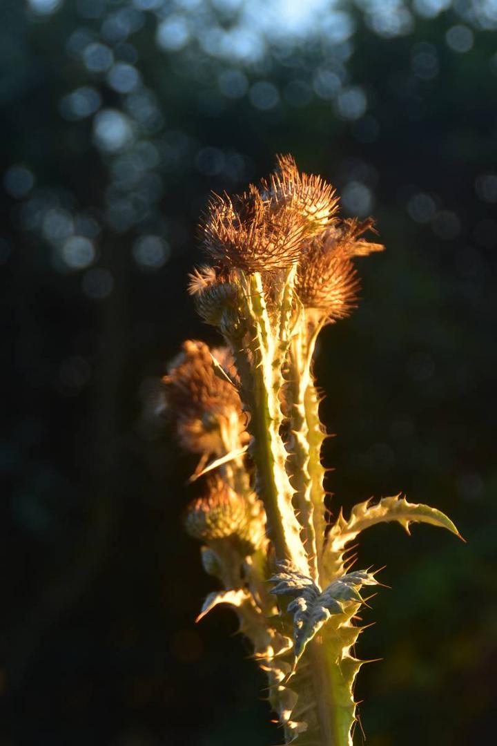 Eselsdistel (Onopordum acanthium) -2