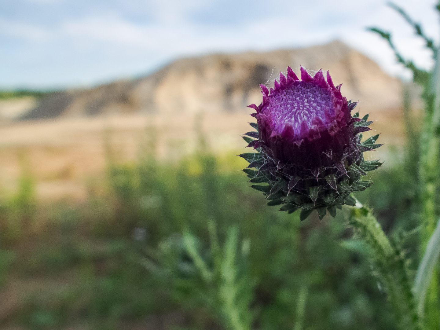 Eselsdistel (Onopordum acanthium)