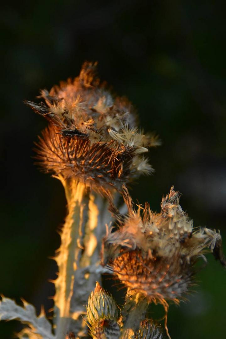 Eselsdistel (Onopordum acanthium)