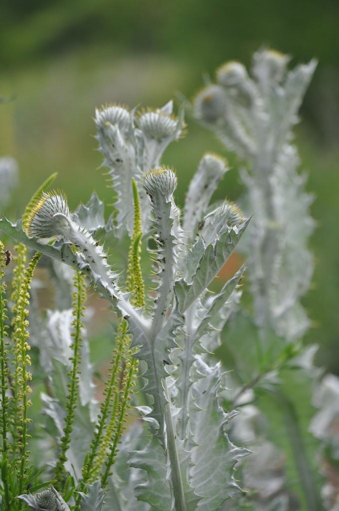 Eselsdistel (Onopordum acanthium)