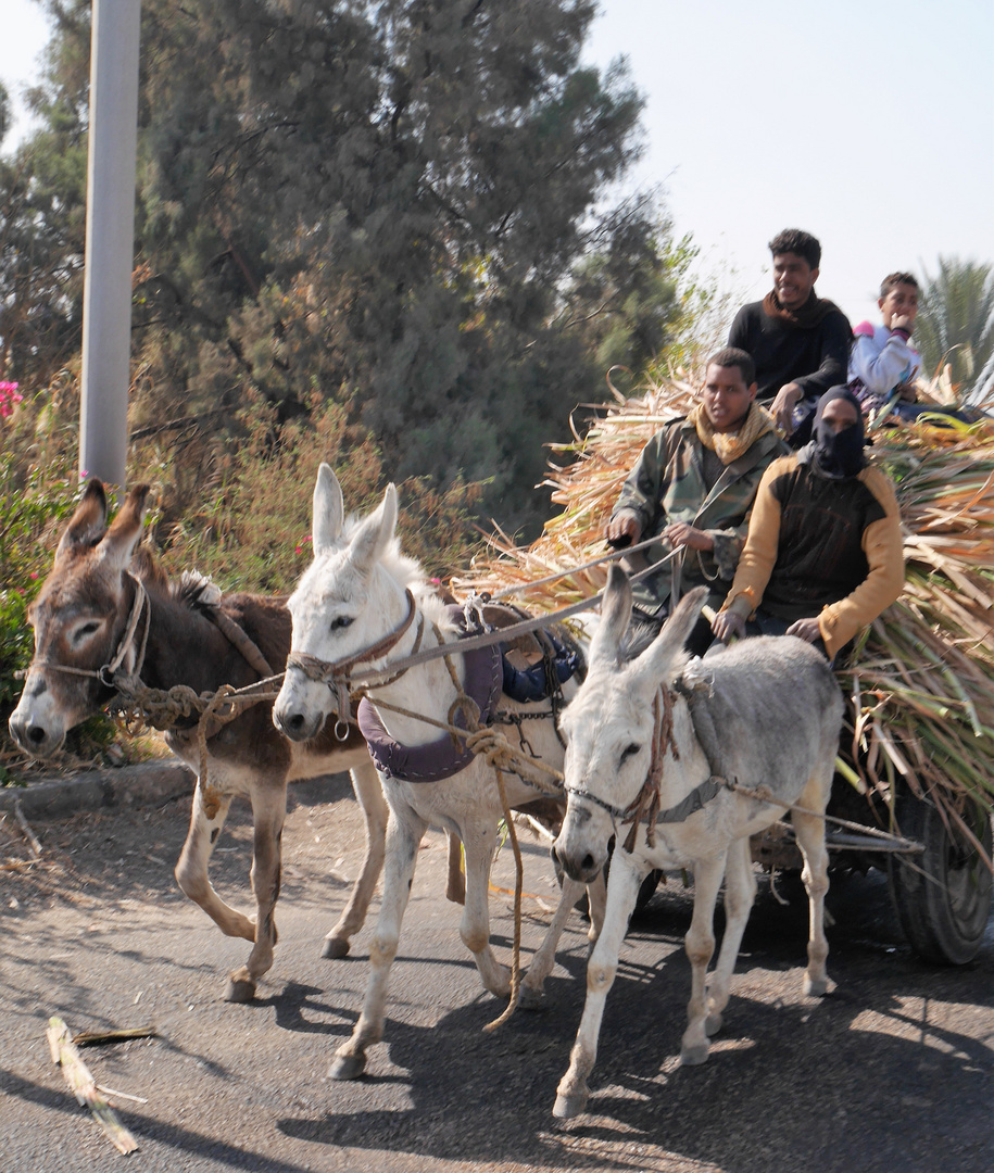 Eselskarren Ägypten 2019