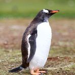 Eselspinguin