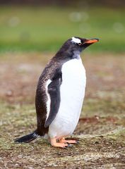 Eselspinguin