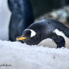 Eselspinguin