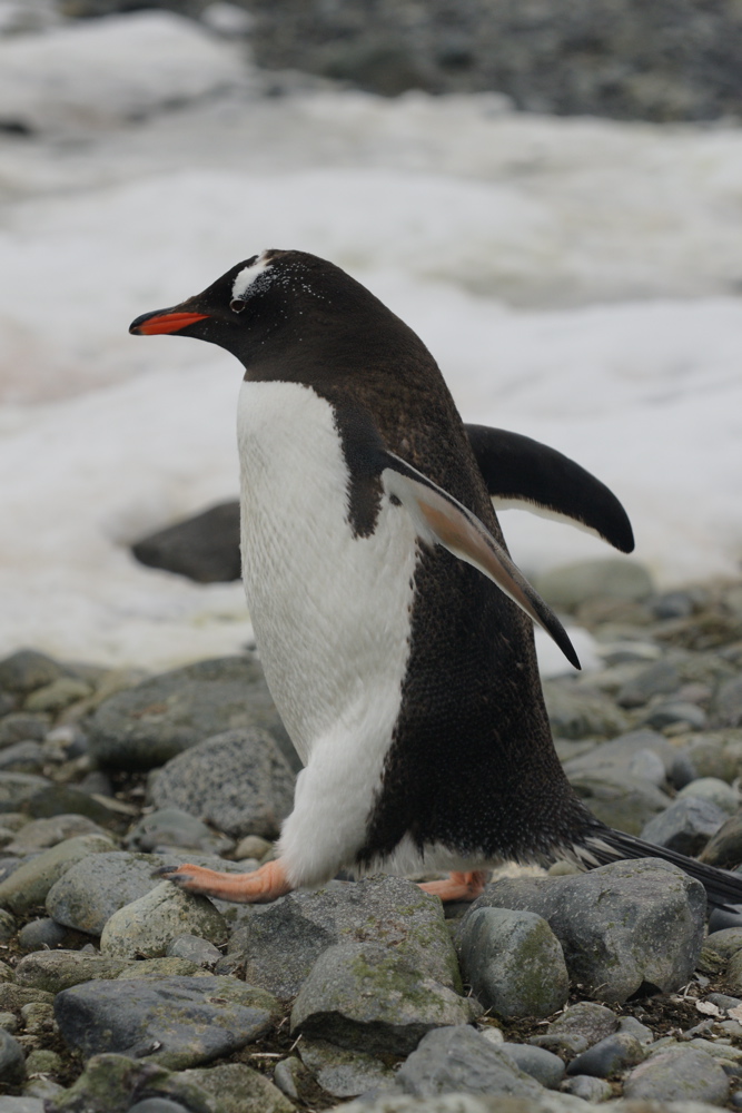 Eselspinguin 3