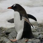 Eselspinguin 3