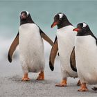 Eselspinguin