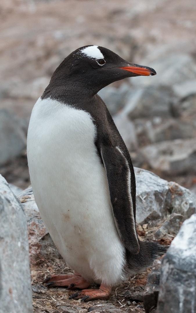 Eselspinguin