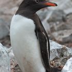 Eselspinguin