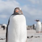 Eselspinguin