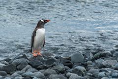 Eselspinguin