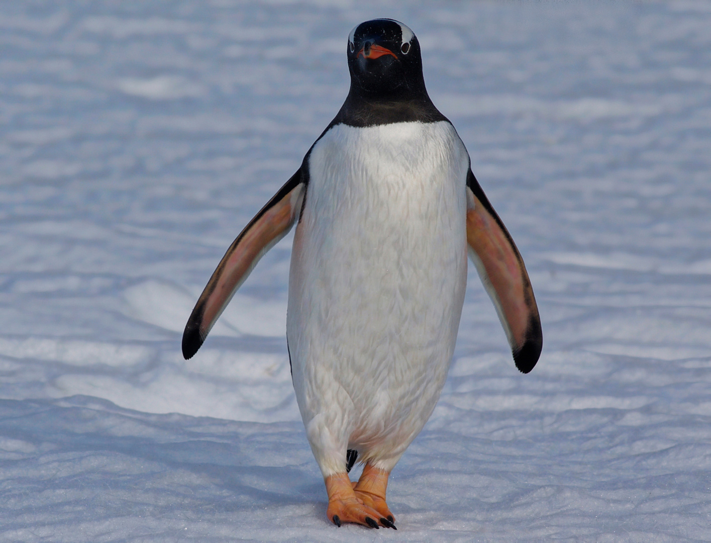 ... eselspinguin