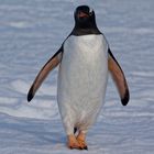 ... eselspinguin