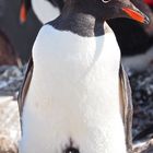 Eselspinguin