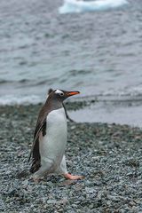 Eselspinguin Antarktis