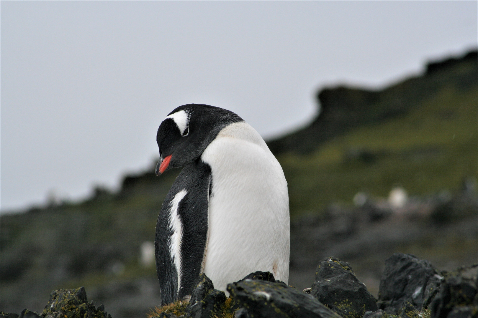 Eselspinguin auf der Livingston Island