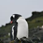 Eselspinguin auf der Livingston Island