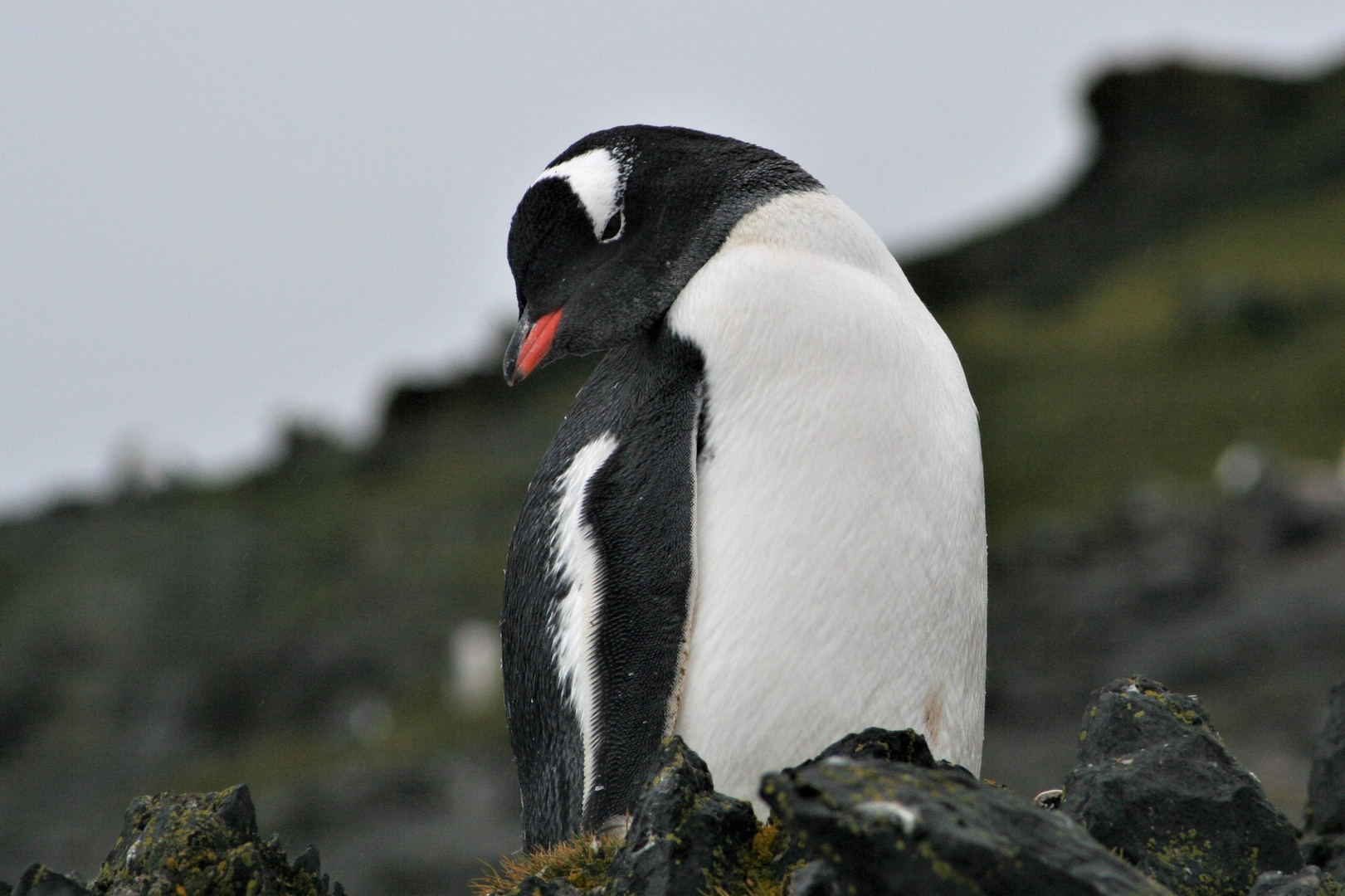 Eselspinguin auf der Livingston Island