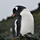 Eselspinguin auf der Livingston Island