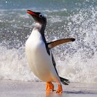 Eselspinguin