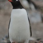 Eselspinguin