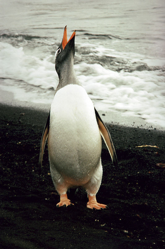 Eselspinguin