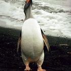 Eselspinguin