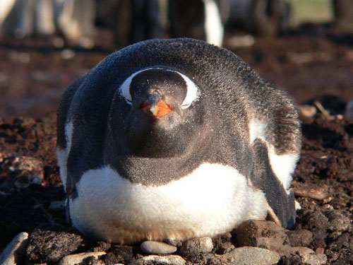 Eselspinguin geniesst die Morgensonne