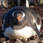 Eselspinguin geniesst die Morgensonne