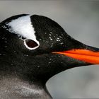 eselspinguin - gentoo penguin