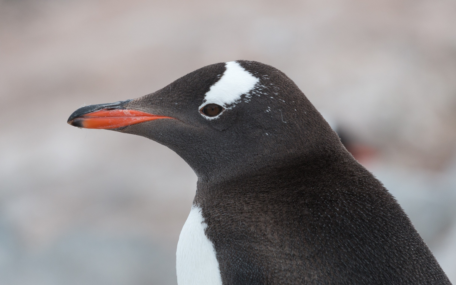 Eselspinguin im Portrait