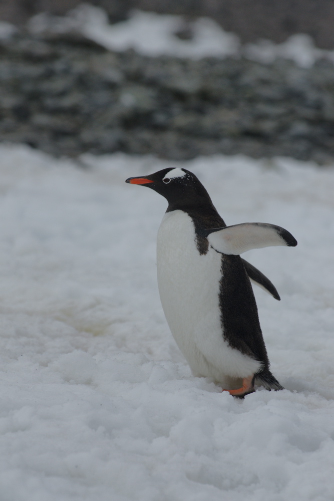 Eselspinguin im Schnee