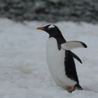 Eselspinguin im Schnee