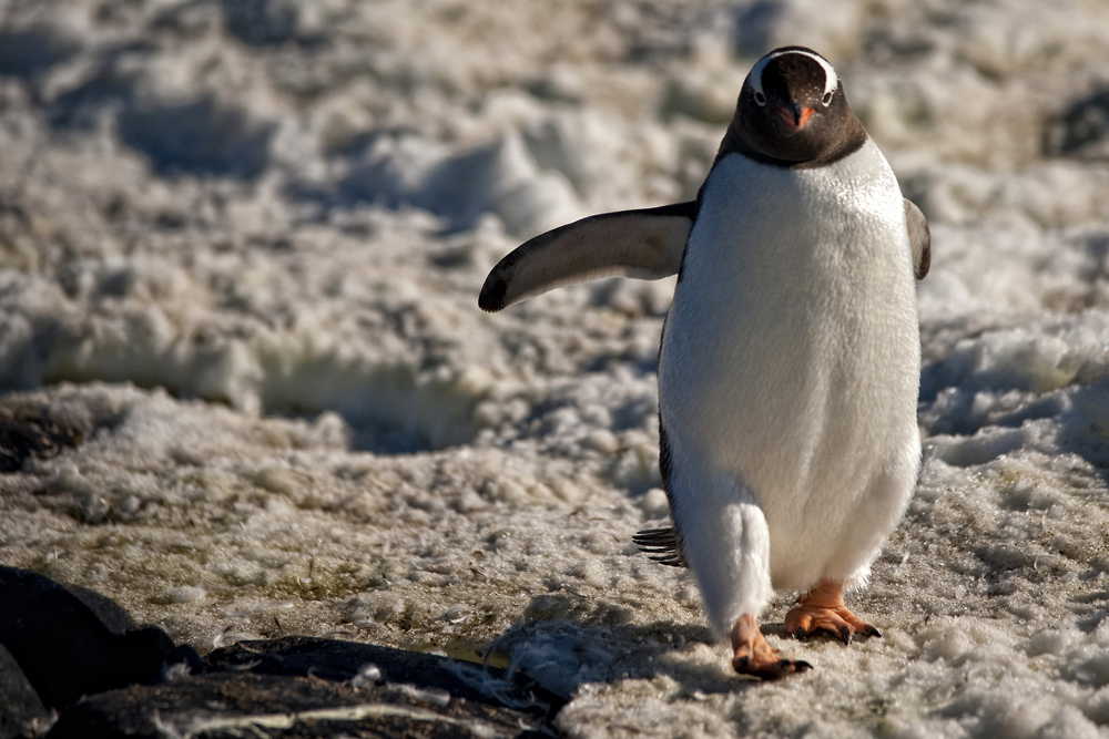 Eselspinguin in Bewegung