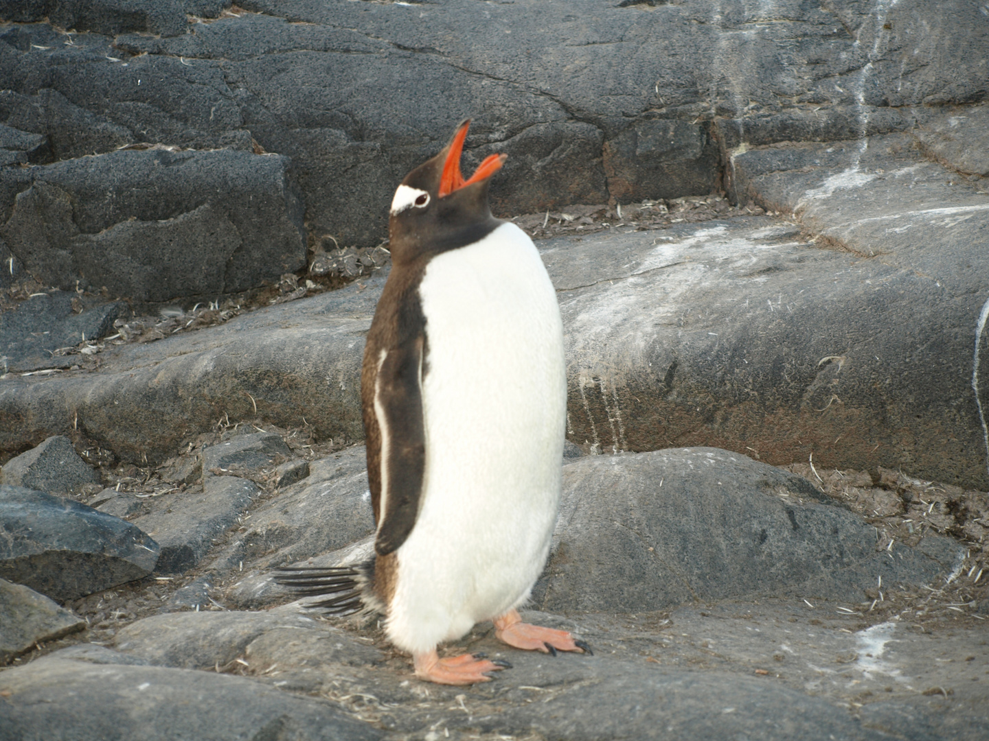 Eselspinguin in Port Lockroy