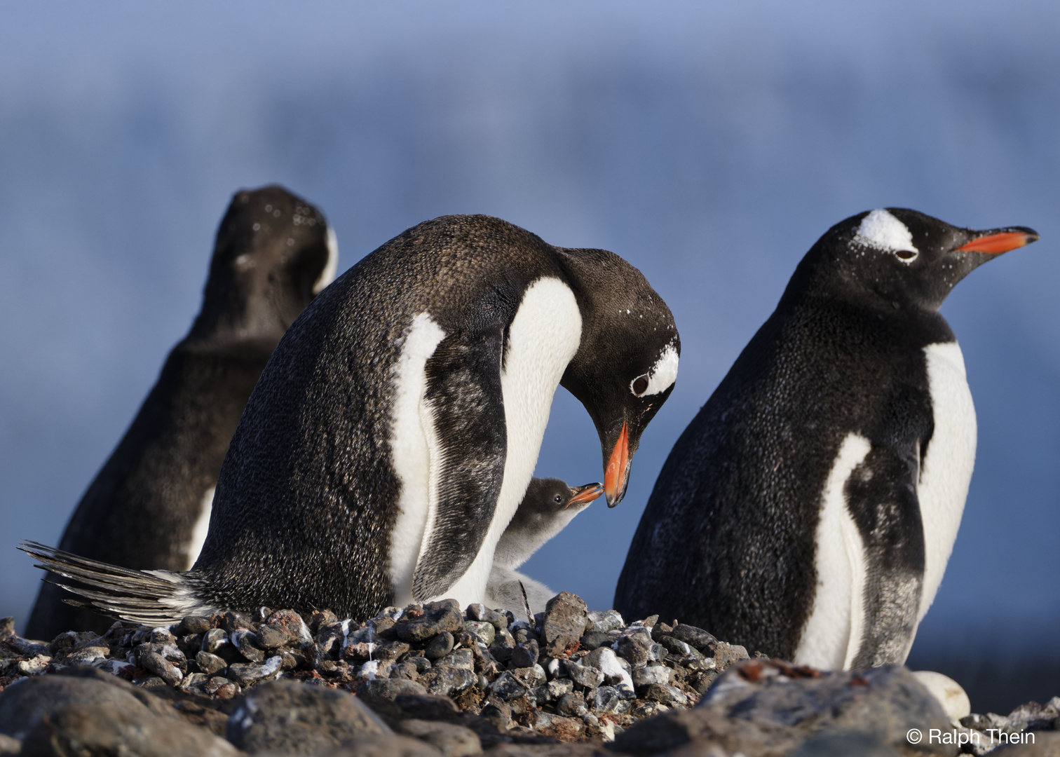 Eselspinguin mit Nachwuchs