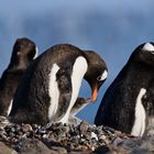 Eselspinguin mit Nachwuchs