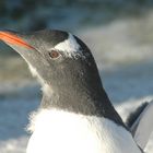 Eselspinguin / Peterman Island - Antarktis