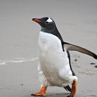 Eselspinguin_1