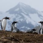 Eselspinguine