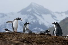 Eselspinguine