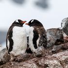 Eselspinguine