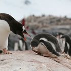 Eselspinguine 2