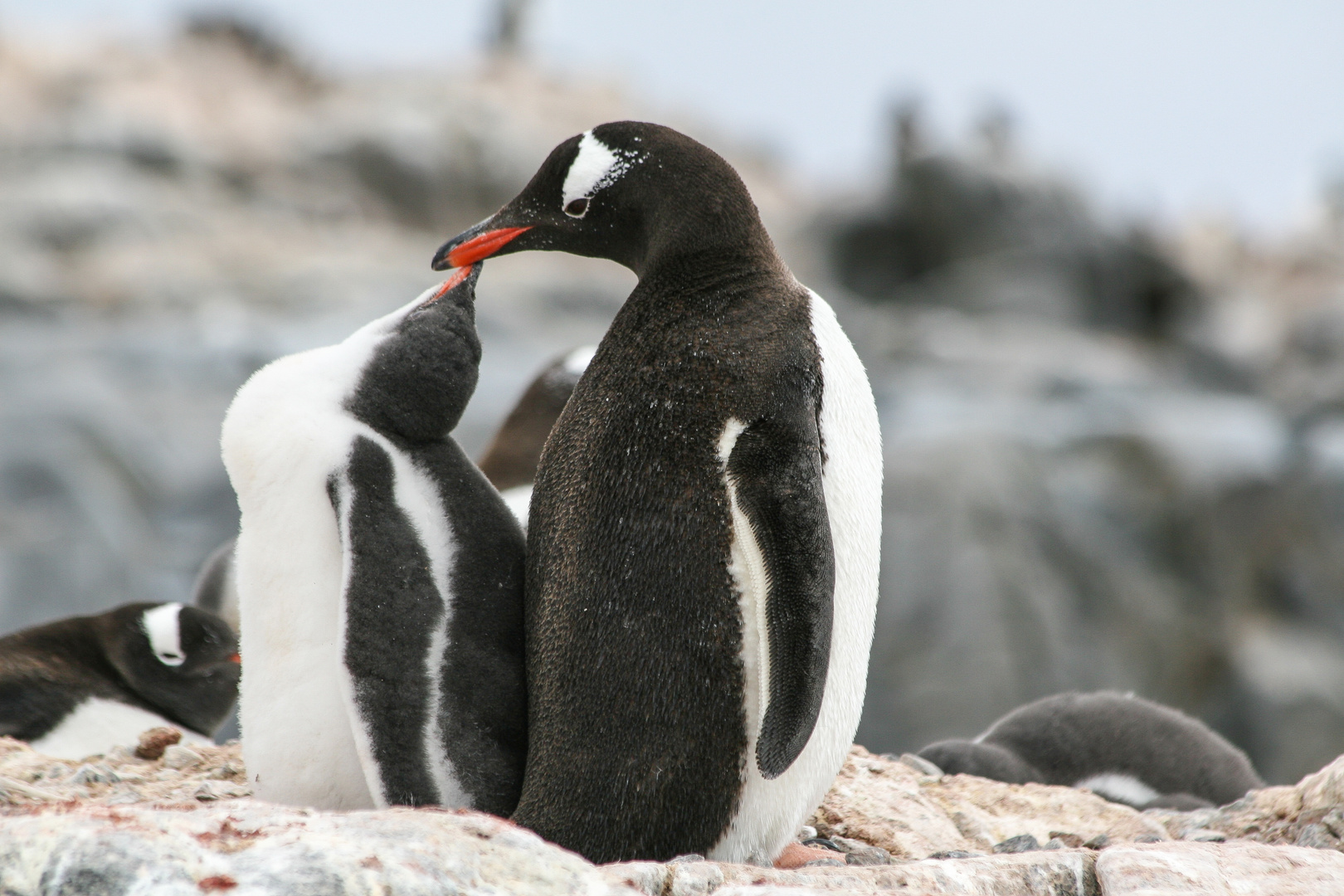 Eselspinguine