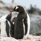 Eselspinguine