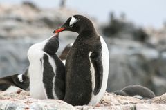 Eselspinguine