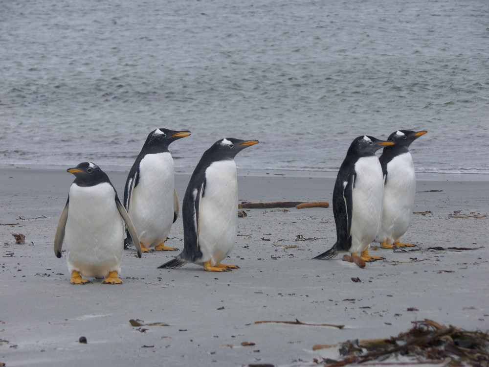 Eselspinguine